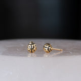 Gold Ladybug Studs